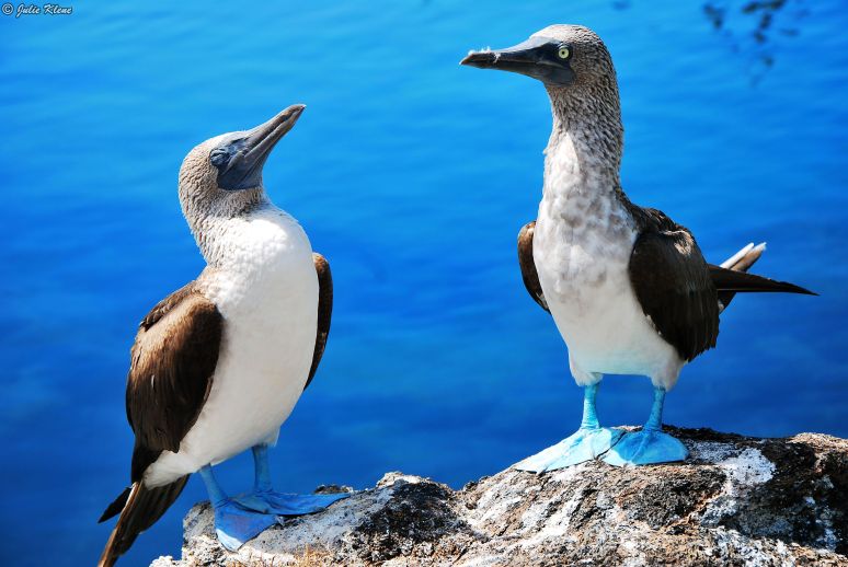 Blue-footed boobies, Galapagos islands, Ecuador
