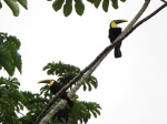 toucans in Arenal volcano Nat. Park, Costa Rica