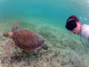 diving with a turtle, Akumal, Mexico